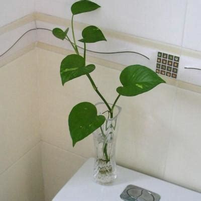 放廁所的植物 起牆